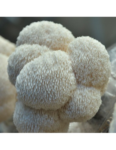 Lion's Mane DXN – Natural supplement for memory, focus, and nervous system support