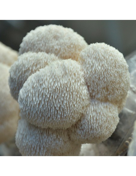 Lion's Mane DXN – Natural supplement for memory, focus, and nervous system support